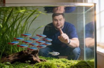 neon tetra care guide