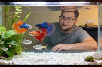 proven guppy feeding advice