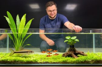 siamese algae eater care
