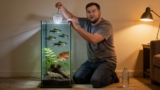 14 Common Black Neon Tetra Problems