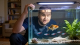 15 Easiest Fish To Take Care Of: Insights From 150 People