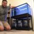 Dojo Loach Secrets Unveiled in Aquariums