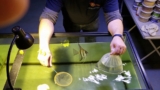 African Butterfly Fish: Essential Care Guide
