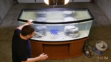 African Cichlid Care: Tanks, Types, and Mates