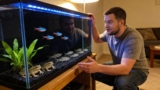 15 Best African Dwarf Frog Tank Mates