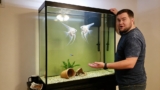 Are Angelfish Aggressive ? (And Why ?)