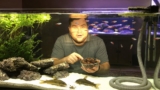 Alder Cones for Aquariums: Benefits, Uses & Tips