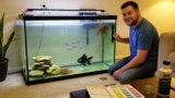 14 Ways To Get Rid Of Algae In Your Fish Tank