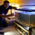 Why Goldfish And Platies Can’t Live Together ?