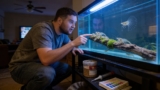 Amano Shrimp: Care, Lifespan, Breeding  Algae-Eating!