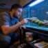Betta Fish Fighting  Everything You Want To Know!