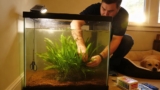 Amazon Sword Thrives: Expert Care Guide