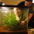Emerald Crab 101: Care, Molting Reef Safe Advice
