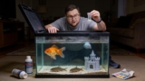 Ammonia Poisoning In Goldfish (Why It’s So Dangerous)