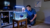 Betta Ammonia Poisoning: A Complete Guide to Saving Your Fish