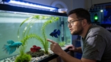Anacharis And Bettas (Tank Plant Guide)