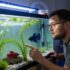 Crowntail Betta 101: Care, Lifespan, Facts More!