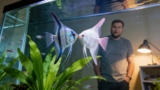 Understanding Angelfish Kisses: Love in the Aquarium?