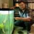 Understanding Angelfish Kisses: Love in the Aquarium?
