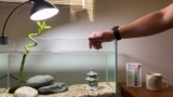 Lucky Bamboo Thrives in Aquariums, Expert Guide