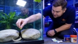 Dojo Loach Secrets Unveiled in Aquariums