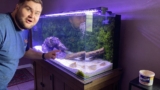 Planaria in Aquariums: Identification, Risks & How to Treat Them