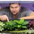 Green Star Polyps (GSP) Care: Placement, Diet  Propagation