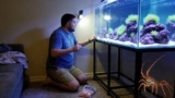Arrow Crab 101: Diet, Mates, Breeding & Behavior