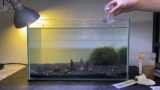 Assassin Snail Secrets: Care, Breeding, Lifespan
