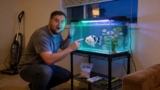 Balloon Molly Fish 101: Care, Types, Food, Lifespan More!