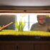 15 Types of Tetra Fish: Care, Tank Setup & Compatibility Tips