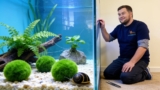 15 Best Aquarium Plants For Beginners What They Need