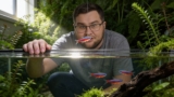 Cardinal Tetra Care: An Expert’s Guide For Beginners