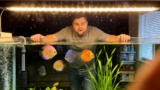 Discus Fish Care Guide: Expert Tips For Beginners