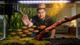 Ember Tetra Care: Beginner To Expert Advice
