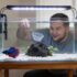 Swim Bladder Disease in Goldfish (Causes, Symptoms, Treatment  Prevention)