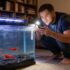 Balloon Molly Fish 101: Care, Types, Food, Lifespan More!