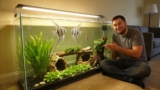 Enhancing Your Angelfish Habitat: A Guide to the Best Live Plants for Your Aquarium
