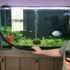 A List of Fifteen Gorgeous Betta Tank Mates