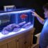 Pregnant Zebra Danio: What to Look for and What to Do
