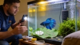 Do Bettas Eat Their Fry And Eggs?