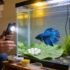 How Long Do Guppies Take To Grow?