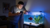 Constipation In Betta Fish (Complete Guide)