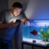 Bolivian Ram Cichlid Thrives in Community Tanks