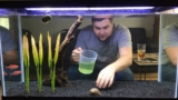 10 Reasons Your Betta Fish Died (And How To Prevent It)
