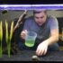 Platy Fish Spotlight: Care, Colors, and Lifespan