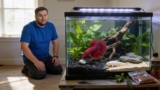 Betta Fish Digging In Rocks (Is It Normal?)