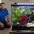 Can Bettas and Pygmy Corydoras Live Together? A Complete Guide