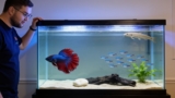 How Long Can A Betta Fish Go Without Food? (Vet Approved)