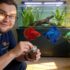 How to Control Green Water Algae in Your Aquarium